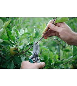 Faágak vágása, metszése